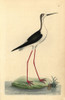 Black-Winged Stilt  Himantopus Himantopus Poster Print By ® Florilegius / Mary Evans - Item # VARMEL10940319
