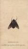 Spotted Blue Fly Of New South Wales  Rutilia Species Poster Print By ® Florilegius / Mary Evans - Item # VARMEL10941045