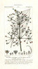 Common Water-Plantain  Alisma Plantago-Aquatica Poster Print By ® Florilegius / Mary Evans - Item # VARMEL10936186