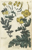 Greater Celandine And Celandine Poster Print By ® Florilegius / Mary Evans - Item # VARMEL10935901