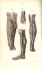 Veins To The Leg And Foot Poster Print By ® Florilegius / Mary Evans - Item # VARMEL10939630
