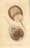 Horseshoe Crab  Limulus Polyphemus Near Threatened Poster Print By ® Florilegius / Mary Evans - Item # VARMEL10940538