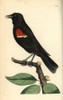 Red-Winged Blackbird  Agelaius Phoeniceus Poster Print By ® Florilegius / Mary Evans - Item # VARMEL10940467