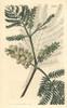 Two-Spiked Acacia  Acacia Lophantha Poster Print By ® Florilegius / Mary Evans - Item # VARMEL10935987