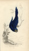 Hyacinth Macaw  Anodorhynchus Hyacinthinus Endangered Poster Print By ® Florilegius / Mary Evans - Item # VARMEL10939089