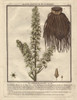 False Helleborine  Veratrum Album Poster Print By ® Florilegius / Mary Evans - Item # VARMEL10935811