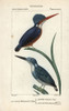 Madagascar Kingfisher  Alcedo Vintsioidesà Poster Print By ® Florilegius / Mary Evans - Item # VARMEL10938940