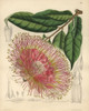 Brownea Macrophylla  Small Tree Native To New Grenada Poster Print By ® Florilegius / Mary Evans - Item # VARMEL10935108