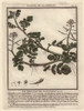 Watercress  Sisymbrium Nasturtium-Aquaticum Poster Print By ® Florilegius / Mary Evans - Item # VARMEL10935836