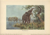 Dinotherium  Prehistoric Relative To The Elephantà Poster Print By ® Florilegius / Mary Evans - Item # VARMEL10937660