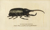 Hercules Beetle  Dynastes Hercules Poster Print By ® Florilegius / Mary Evans - Item # VARMEL10937974