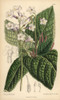 Streptocarpus Parviflora  Native Of The Capeà Poster Print By ® Florilegius / Mary Evans - Item # VARMEL10935111