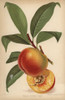 Peach Cultivar  Golden Eagle  Prunus Persica Poster Print By ® Florilegius / Mary Evans - Item # VARMEL10936661