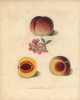 Peach Varieties  Prunus Persica Poster Print By ® Florilegius / Mary Evans - Item # VARMEL10935688