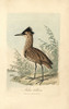 Bittern  Ardea Stellaris  Botaurus Stellaris Poster Print By ® Florilegius / Mary Evans - Item # VARMEL10937372