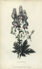 Wolf'S Bane  Aconitum Variegatum Poster Print By ® Florilegius / Mary Evans - Item # VARMEL10936733