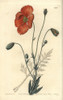 Persian Poppy  Papaver Persicum Poster Print By ® Florilegius / Mary Evans - Item # VARMEL10940078