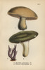 Masked Mushroom  Agaricus Personatus 1  Variableà Poster Print By ® Florilegius / Mary Evans - Item # VARMEL10935591