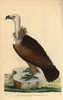 Egyptian Vulture  Neophron Percnoterus Endangered Species Poster Print By ® Florilegius / Mary Evans - Item # VARMEL10940266