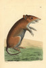 Short-Nosed Bandicoot  Isoodon Obesulus Poster Print By ® Florilegius / Mary Evans - Item # VARMEL10940424