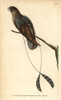 Standard-Winged Nightjar  Macrodipteryx Longipennis Poster Print By ® Florilegius / Mary Evans - Item # VARMEL10940390