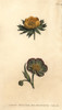 Corolla Of Wolf'S Bane Eranthis Hyemalis Andà Poster Print By ® Florilegius / Mary Evans - Item # VARMEL10936079