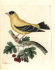 American Goldfinch  Carduelis Tristis Poster Print By ® Florilegius / Mary Evans - Item # VARMEL10940773