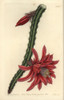 Crimson Creeping Cereus  Cactus Speciosissimusà Poster Print By ® Florilegius / Mary Evans - Item # VARMEL10940074