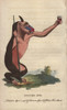 Tufted Ape Or Mandrill  Mandrillus Sphinx Poster Print By ® Florilegius / Mary Evans - Item # VARMEL10941071