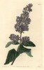 Lady Josika'S Lilac Or Hungarian Lilac  Syringa Josikaea Poster Print By ® Florilegius / Mary Evans - Item # VARMEL10935263