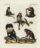 Endangered Macaques  Douc  Saki And Roloway Monkey Poster Print By ® Florilegius / Mary Evans - Item # VARMEL10934741