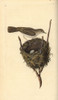 Lesser Whitethroat  Sylvia Communis  With Nest And Egg Poster Print By ® Florilegius / Mary Evans - Item # VARMEL10936398