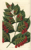 Large-Flowered Bushwillow  Combretum Grandiflorum Poster Print By ® Florilegius / Mary Evans - Item # VARMEL10940122