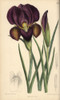 Iris Barnumae  Purple Iris Native Of Armenia Poster Print By ® Florilegius / Mary Evans - Item # VARMEL10935125