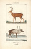White-Tailed Or Virginia Deer  Odocoileus Virginianusà Poster Print By ® Florilegius / Mary Evans - Item # VARMEL10939016