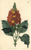 Waved-Leaved Crossandra  Crossandra Undulaefolia Poster Print By ® Florilegius / Mary Evans - Item # VARMEL10936047