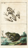 Frog Skeleton And Edible Frog  Pelophylax Kl Esculentus Poster Print By ® Florilegius / Mary Evans - Item # VARMEL10941765