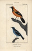 Jamaican Oriole  Icterus Leucopteryx  And Blueà Poster Print By ® Florilegius / Mary Evans - Item # VARMEL10938931