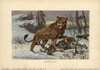 European Cave Lion  Panthera Leo Spenaea  Extinctà Poster Print By ® Florilegius / Mary Evans - Item # VARMEL10937722