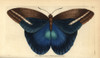 Giant Owl Butterfly  Caligo Idomeneus Poster Print By ® Florilegius / Mary Evans - Item # VARMEL10940288