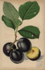Plum Cultivar  Monarch  Prunus Domestica Poster Print By ® Florilegius / Mary Evans - Item # VARMEL10936671