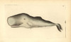Sperm Whale  Physeter Macrocephalus Poster Print By ® Florilegius / Mary Evans - Item # VARMEL10940308