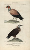 King Vulture  Sarcoramphus Papa  And Cinereousà Poster Print By ® Florilegius / Mary Evans - Item # VARMEL10938959