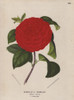 Scarlet Il Giogello Camellia  Thea Japonica Poster Print By ® Florilegius / Mary Evans - Item # VARMEL10938660