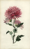 Starry Purple Chinese Chrysanthemum Poster Print By ® Florilegius / Mary Evans - Item # VARMEL10936765