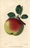 Ripe Green And Red Fruit Of The White Hawthorndenà Poster Print By ® Florilegius / Mary Evans - Item # VARMEL10939421