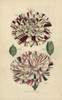 Scarlet Bizard And Variegated Crimson Bizard Carnation Poster Print By ® Florilegius / Mary Evans - Item # VARMEL10936782