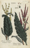 Common Dock  Rumex Obtusifolius  And Curledà Poster Print By ® Florilegius / Mary Evans - Item # VARMEL10935962