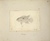 Acara Sp. Poster Print By Mary Evans / Natural History Museum - Item # VARMEL10987519