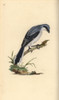 Great Grey Shrike  Lanius Excubitor Poster Print By ® Florilegius / Mary Evans - Item # VARMEL10936399